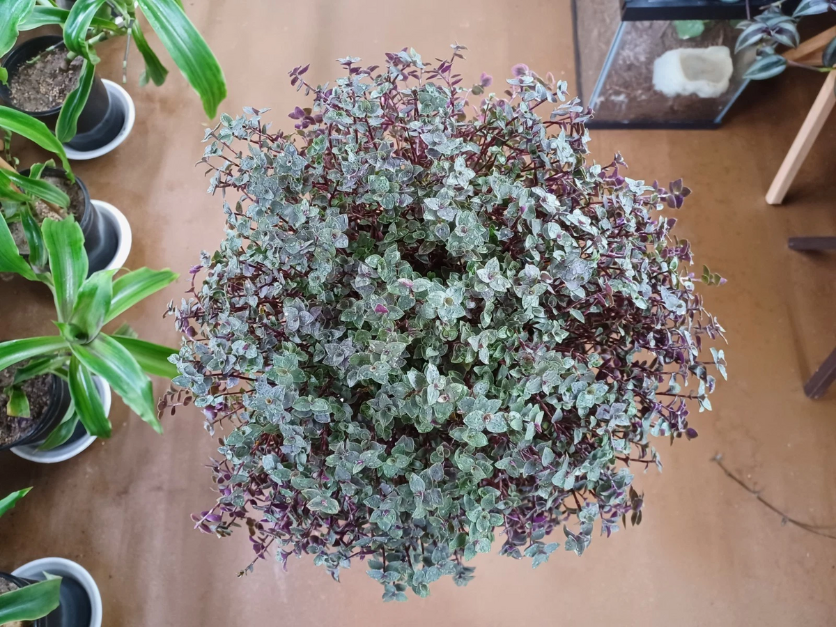 Callisia Repens Cuttings | Trailing Houseplant | Turtle Vine Propagation | Easy Rooting Indoor Succulent