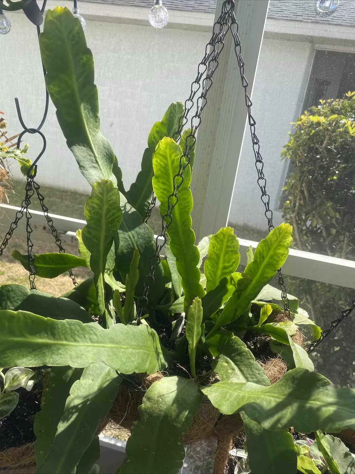 Rooted Epiphyllum Orchid Cactus Cuttings 2pcs | 10+ Inch Live Plant Starts | Tropical Cactus with Flat Green Stems