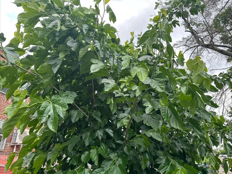 Pakistani Mulberry Tree Rooted Cutting - Live Fruit Tree Starter Plant - Fast Growing Morus spp. for Garden or Container