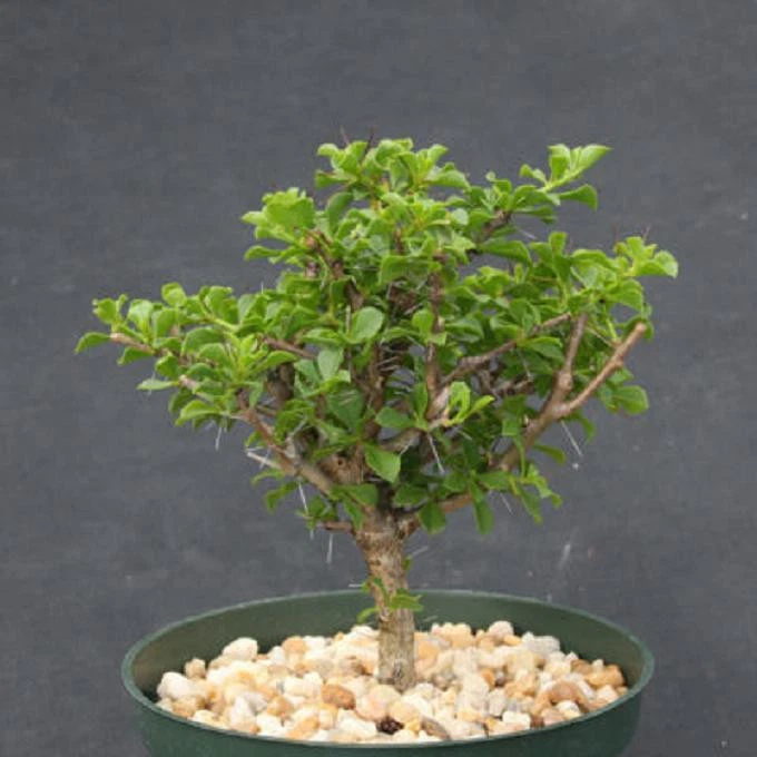 Pereskia portulacifolia 6-inch Live Plant | Rare Tree-Form Cactus for Bonsai & Collectors | Unique Green Foliage Succulent