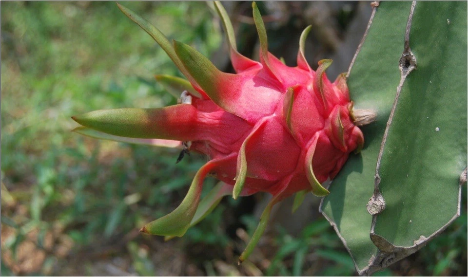 Red Dragon Fruit Cuttings – Pink Skin Red Flesh – 5 Fresh Unrooted Propagation Pieces – Selenicereus Climbing Cactus