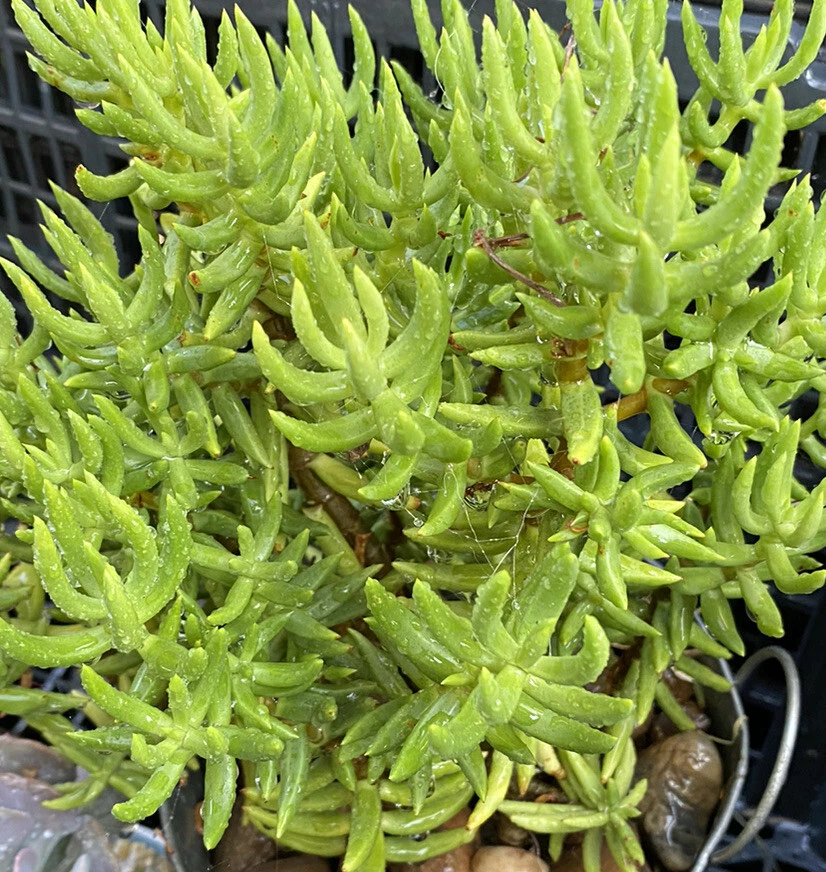 Crassula tetragona Cuttings – Miniature Pine Tree Succulent Stem Unrooted Propagation Plants
