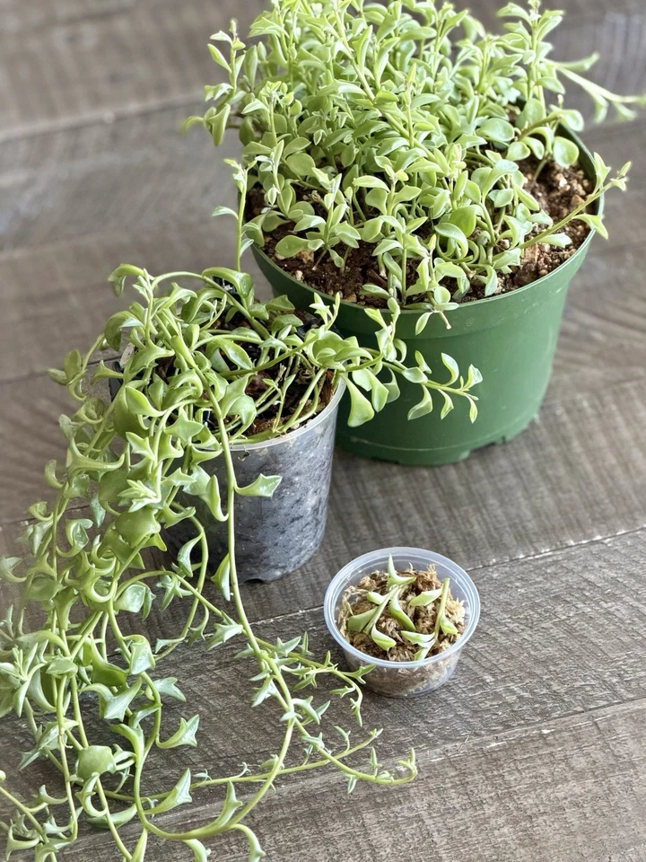 String of Dolphins Succulent Cuttings – Senecio peregrinus Live Propagation Cup for Indoor Planting