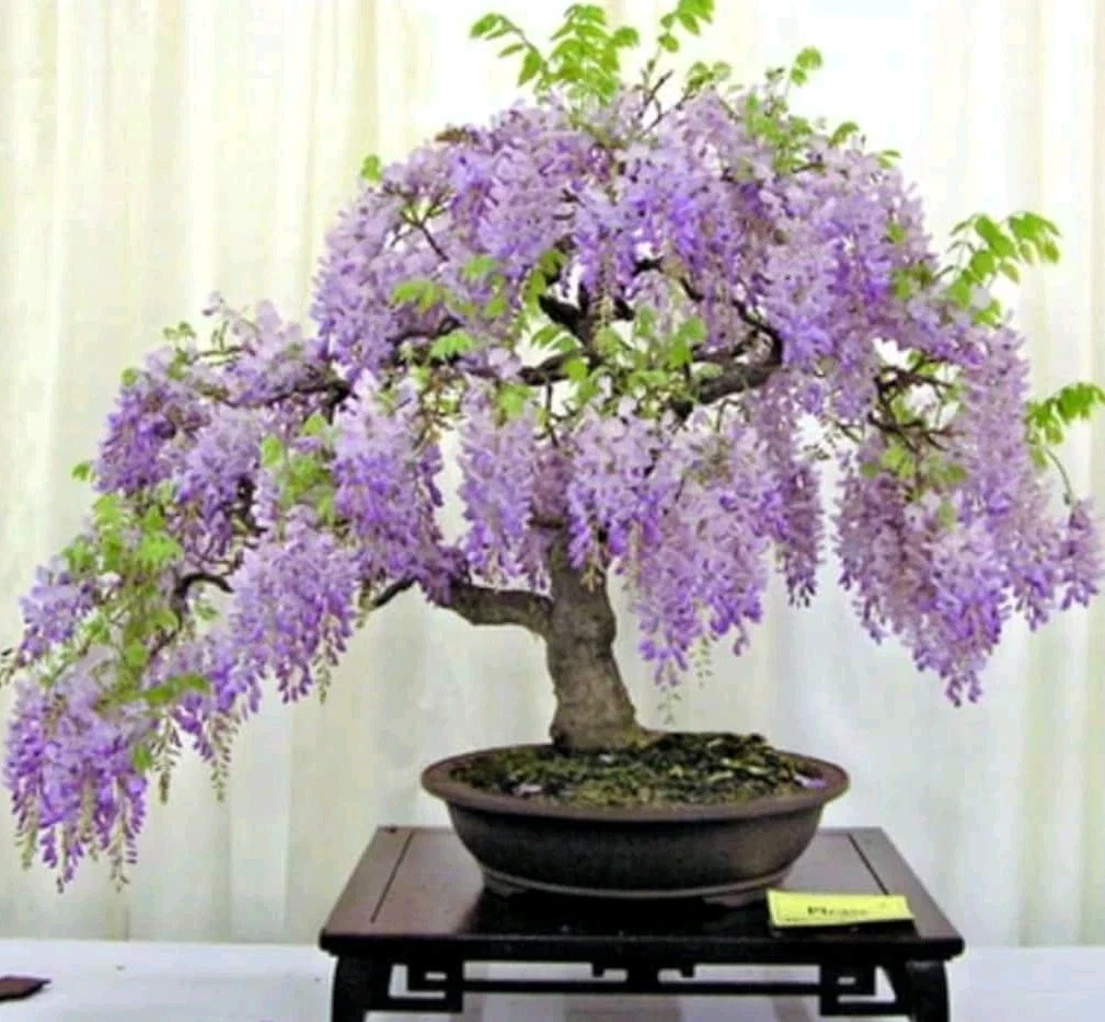 Wisteria Blue Moon Cuttings – 10 Unrooted 6-8 Inch Climbing Flowering Vine – Wisteria macrostachya for Garden Trellises & Arbors