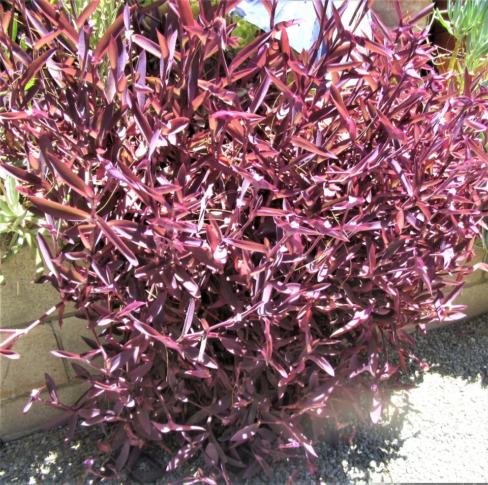 Purple Heart Tradescantia Pallida Cuttings – 8 Unrooted Trailing Houseplant Clippings for Indoor & Outdoor Growing