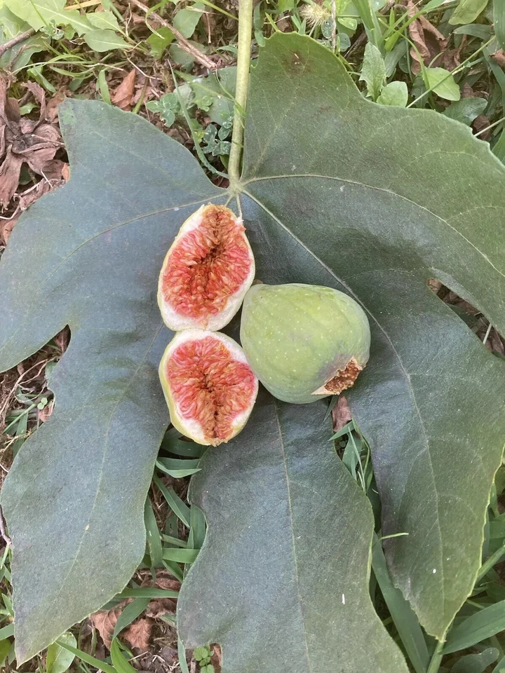 Desert King Fig Cuttings – Organic Ficus carica Unrooted Branches for Rooting, White/Green Fruit, Cold Tolerant, 9+1 Free