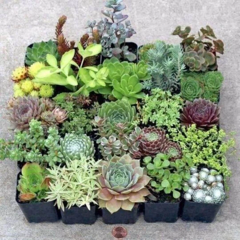 Succulent Cuttings Set – 20 Unrooted Varieties for DIY Gardens & Propagation – Echeveria, Sedum, Crassula, Graptoveria