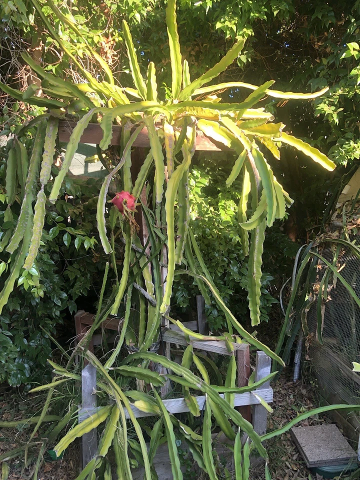 Dragon Fruit Cuttings – 3 Unrooted Assorted Hylocereus Pitaya Climbing Cactus Planting Material