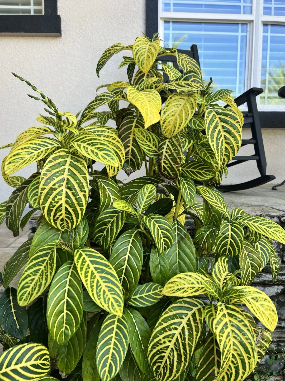 Live Sanchezia Cuttings – Tropical Plant Propagation, Bold Green & Yellow Foliage, Easy Rooting Indoor or Outdoor Starter Pieces