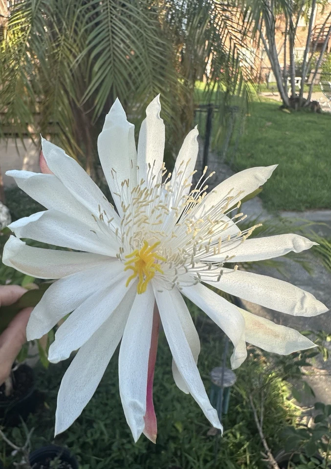 White Epiphyllum Hookeri Orchid Cactus Cuttings – Fragrant Night Blooming Plant Propagation Material
