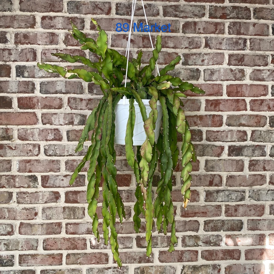 Lepismium Cruciforme F. Spiralis Hurricane Cactus Cutting – 6 Inch Trailing Epiphytic Cactus for Indoor & Container Growing