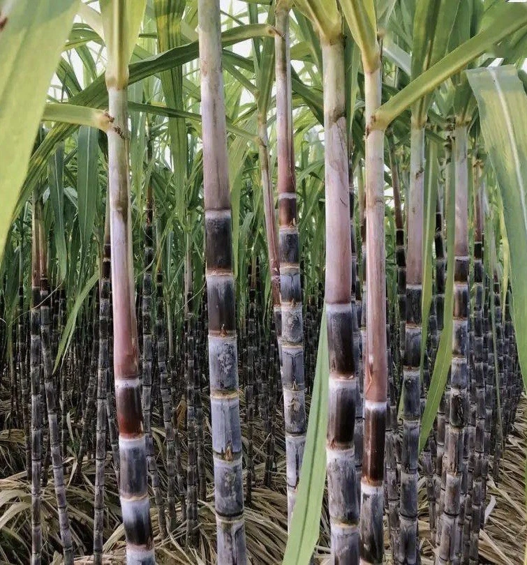 Dark Purple Sugarcane Cuttings – 5 Rooted Live Starter Plants Saccharum officinarum for Garden or Container Growth