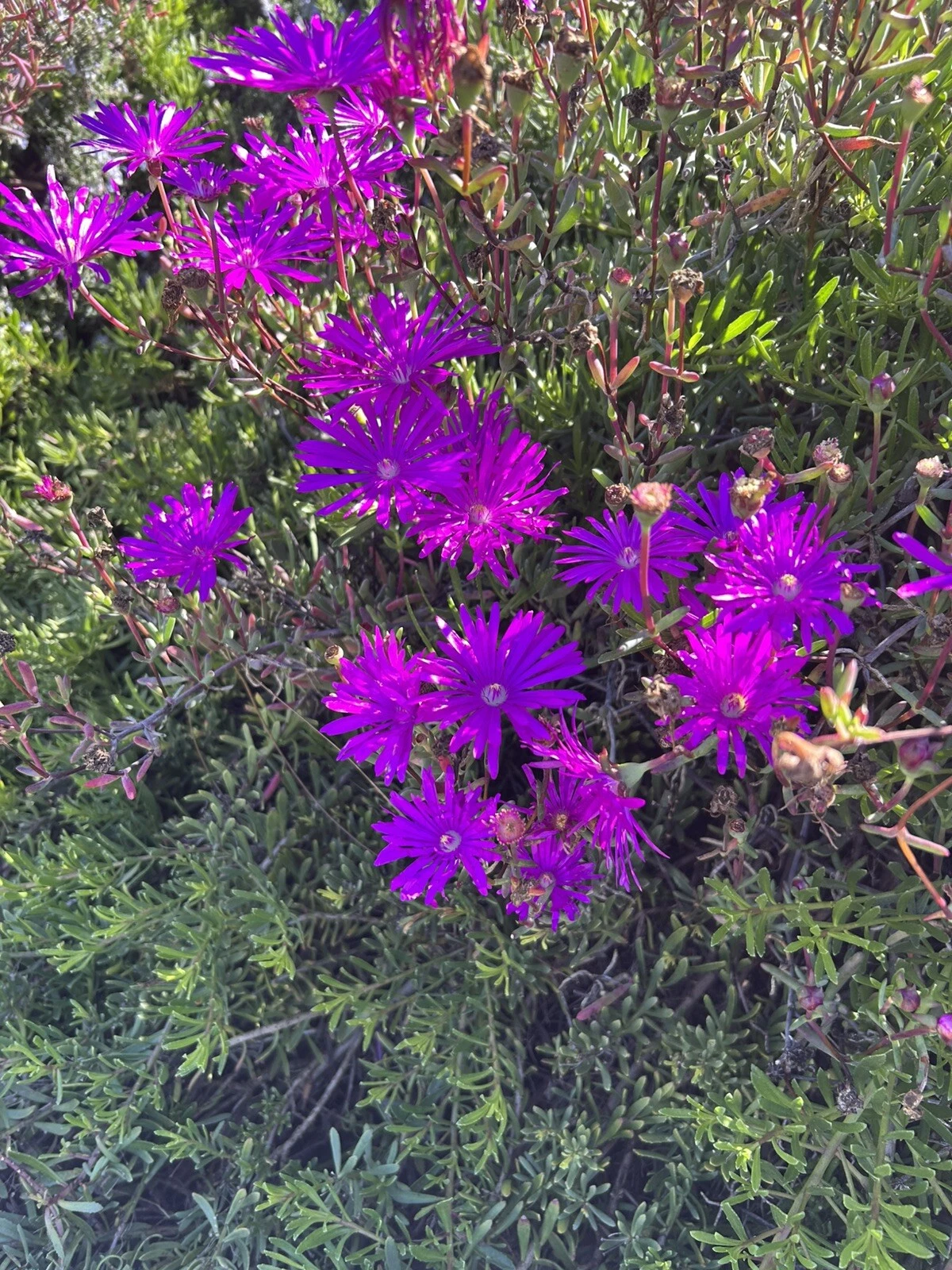 Creeping Ice Plant Cuttings 12pcs | Purple Pink Delosperma Succulent Ground Cover Trailing Drought Tolerant