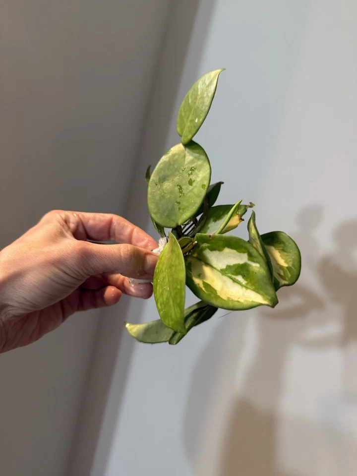 Variegated Hoya Bundle | 8 Rare Variegated Hoya Cuttings | Live Trailing Houseplants | Easy Rooting Vining Plants | Hoya spp.
