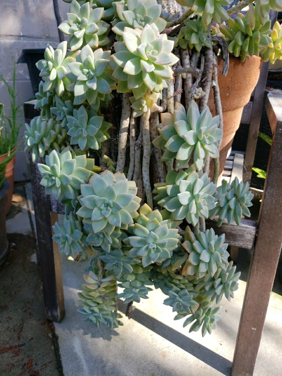 Rooted Hanging Succulents – 3 Live Trailing Plants for Indoor Outdoor Planters – Varieties of Succulent Species
