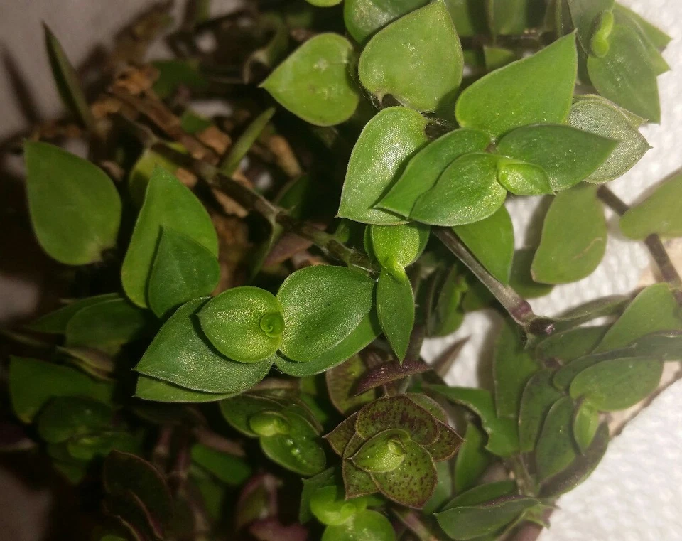 Dwarf Callisia repens Cuttings, Tradescantia minima, Unrooted Houseplant Propagation, Trailing Groundcover, 10 Pack