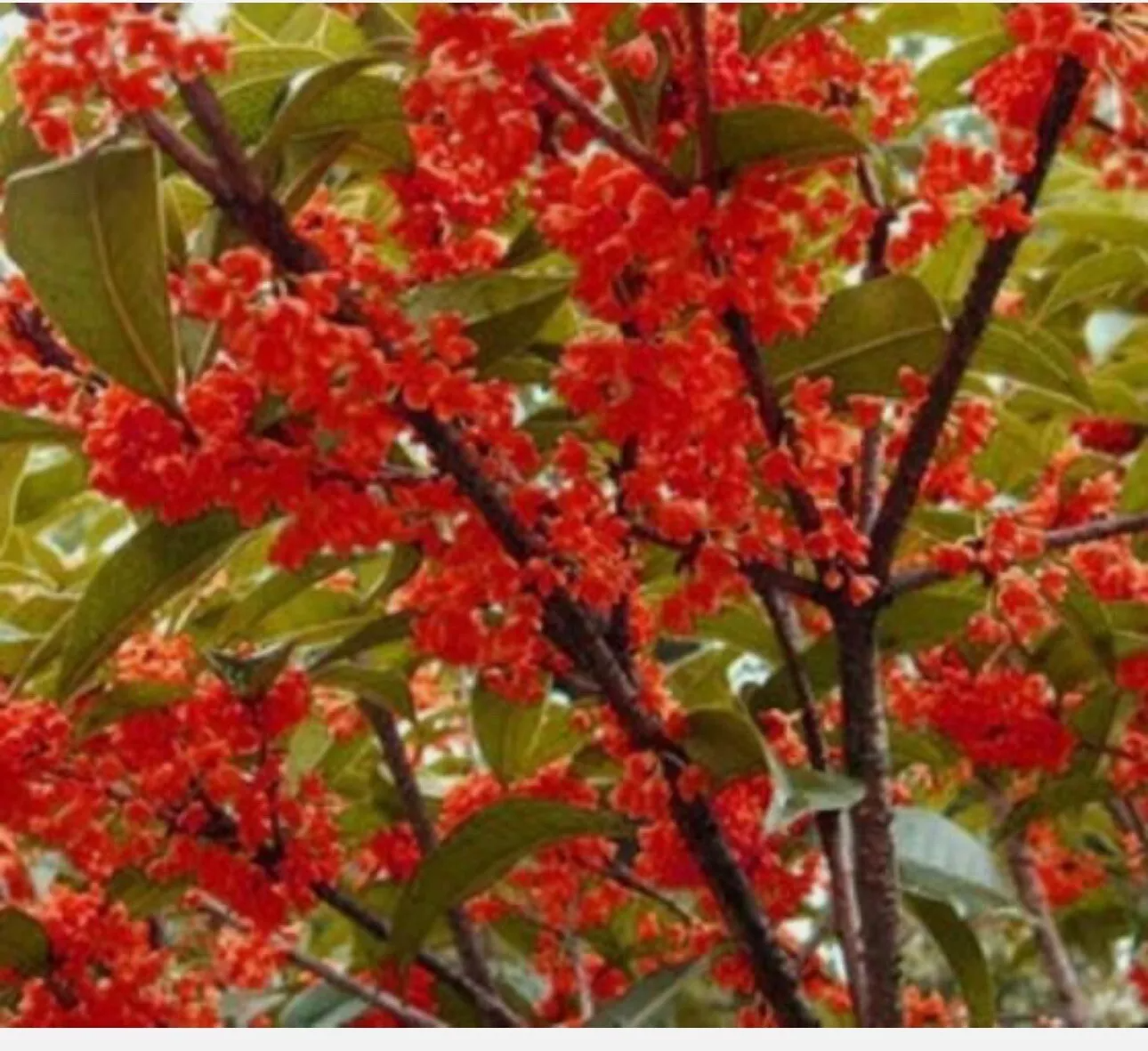 Beni Kin Mokusei Tea Olive Rooted Starter Plant – Red Sweet Osmanthus Fragrans, Fragrant Evergreen Shrub for Garden & Landscape