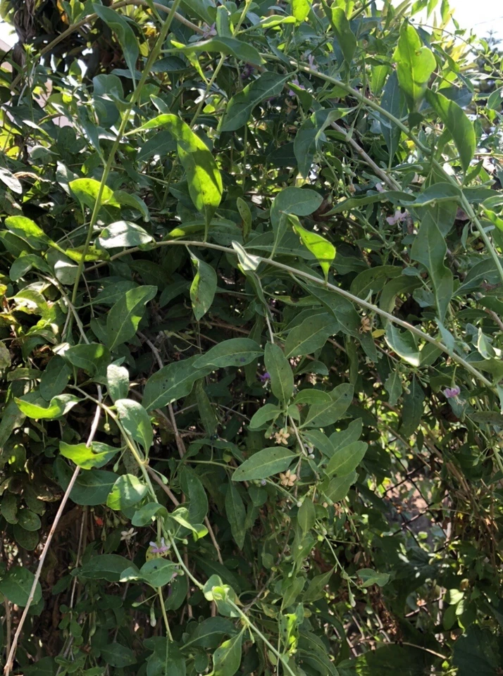 Goji Berry Plant Cuttings – 8 Unrooted Lycium barbarum Stems for Propagation, Fruit-Bearing Shrub, Edible Garden Starter