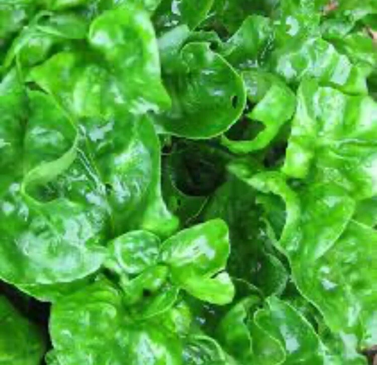 Brazilian Spinach Cuttings – 8 Live Alternanthera Sissoo Unrooted Planting Propagation Clippings