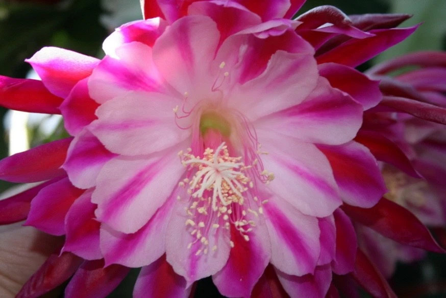 Epiphyllum Alakazam Orchid Cactus Cuttings – Live Propagation Plant Starts for Hanging Baskets, Night Blooming Cactus, Epiphytic Orchid Cactus