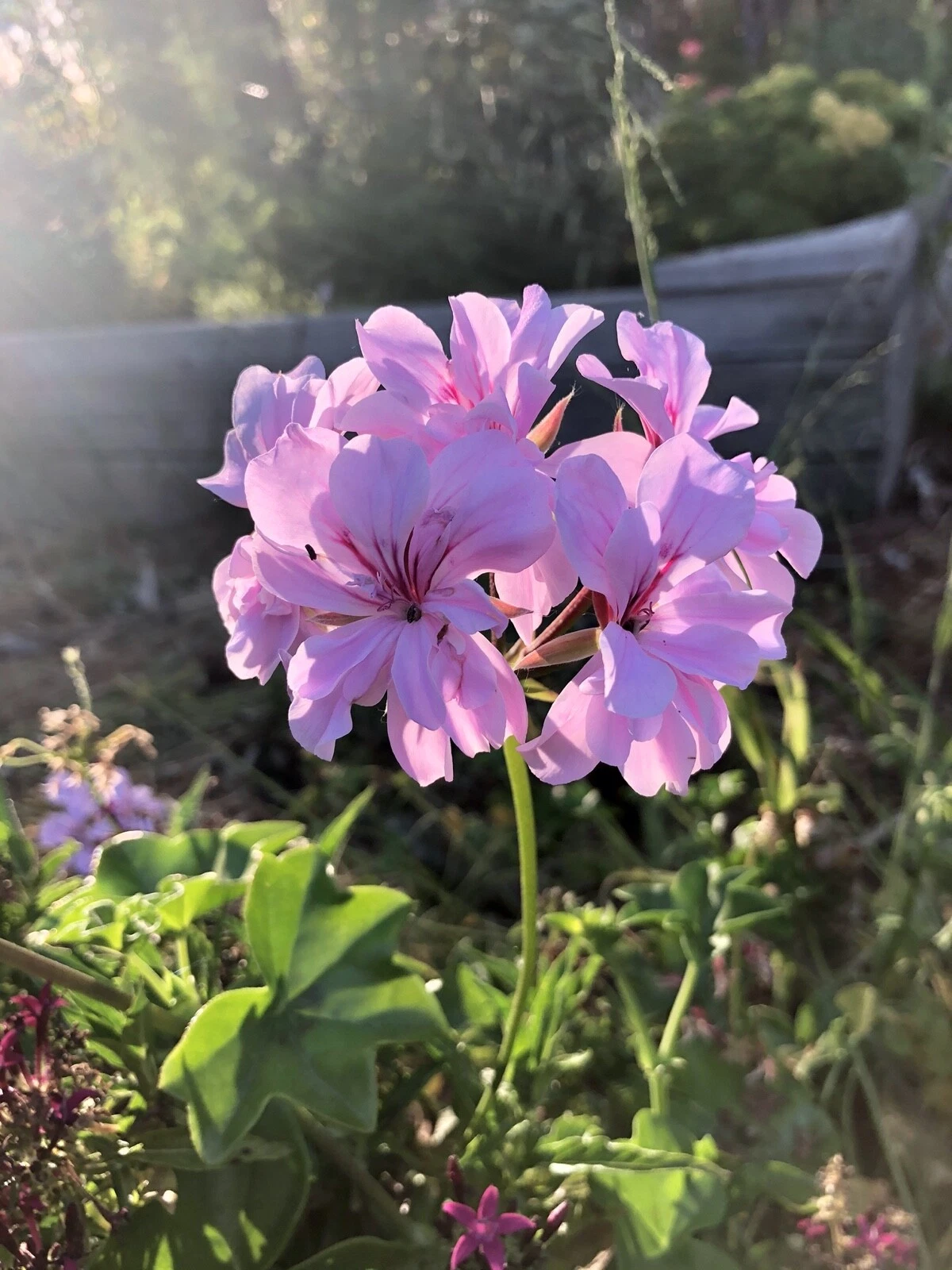 Pelargonium peltatum Lavender Ivy Geranium - 2 Live 6-Inch Trailing Cuttings for Hanging Baskets & Pots