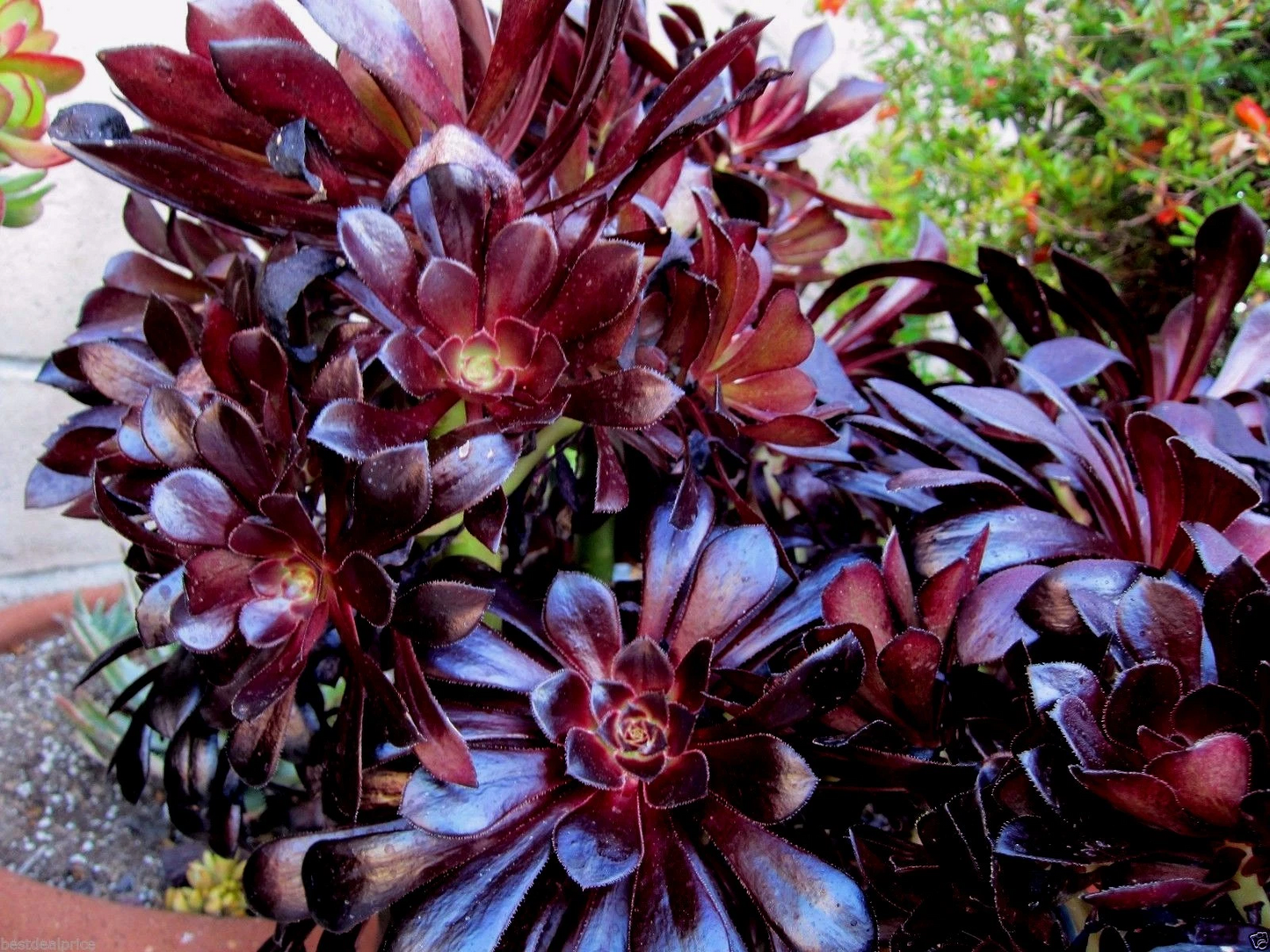 Black Rose Aeonium Succulent Cuttings – 2 Unrooted Rosettes, Dark Purple to Near Black Foliage, Aeonium arboreum ‘Zwartkop’