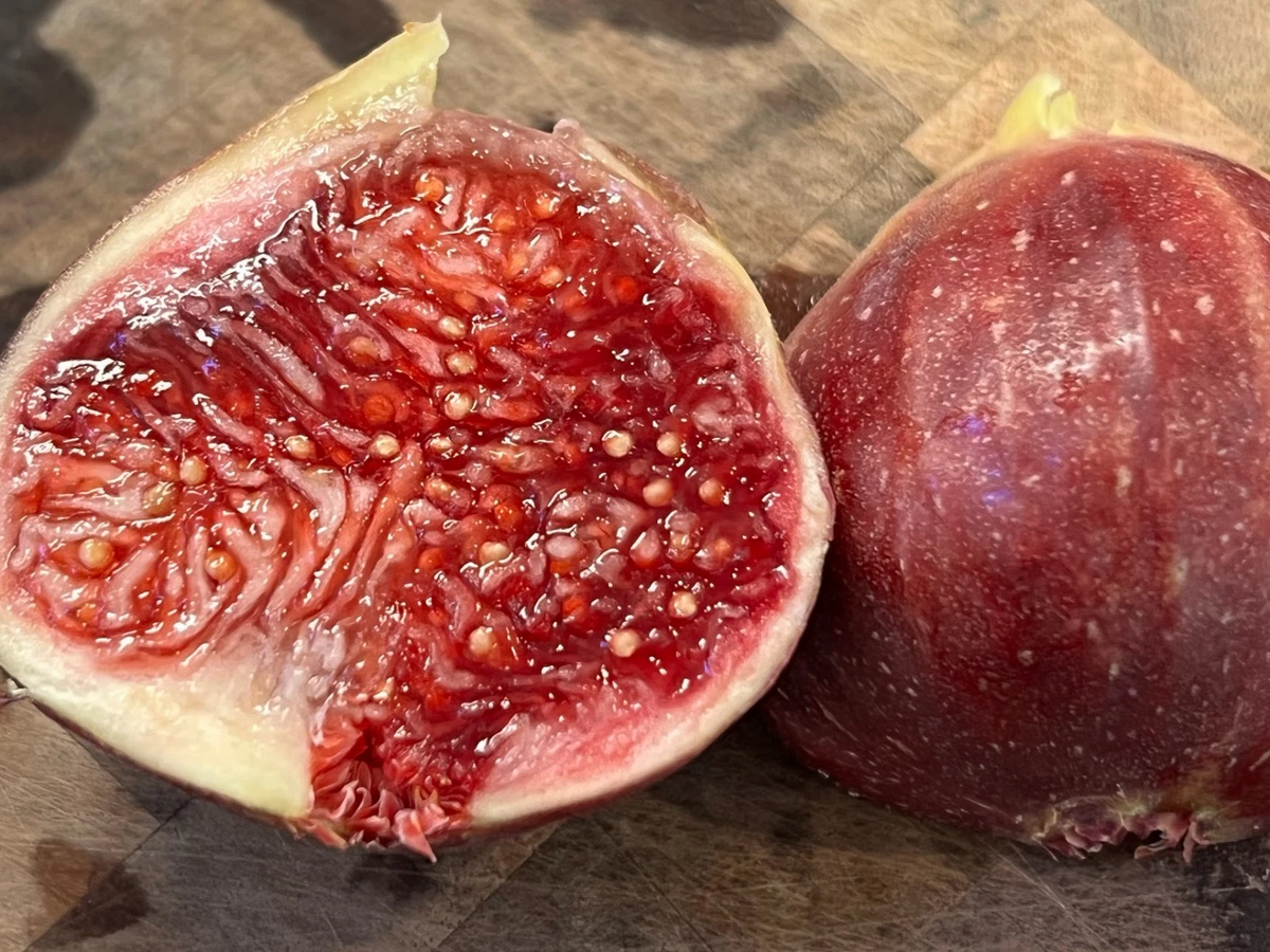 Wilson’s Coyote Rainbow Fig Cuttings – Rare Ficus carica Variety, Colorful Fruit, Easy to Root, Edible Garden Starter