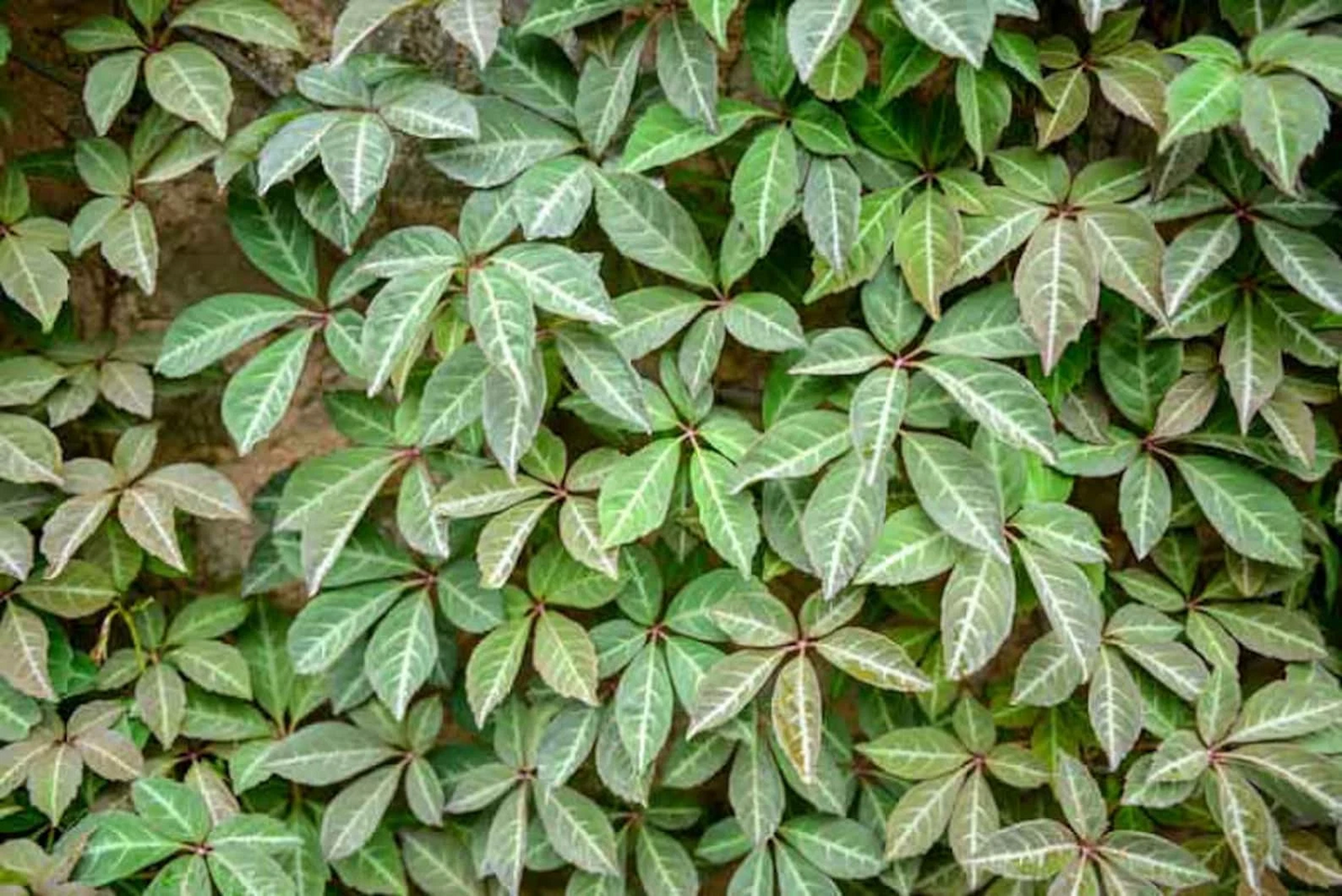 Virginia Creeper Cuttings – 10 Unrooted Parthenocissus quinquefolia Vines, 6–8" Climbing Native Vine for Fences & Trellises