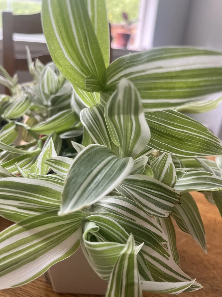 Tradescantia albiflora Cuttings – Variegated Wandering Jew Indoor Trailing Houseplant, Green & White Foliage