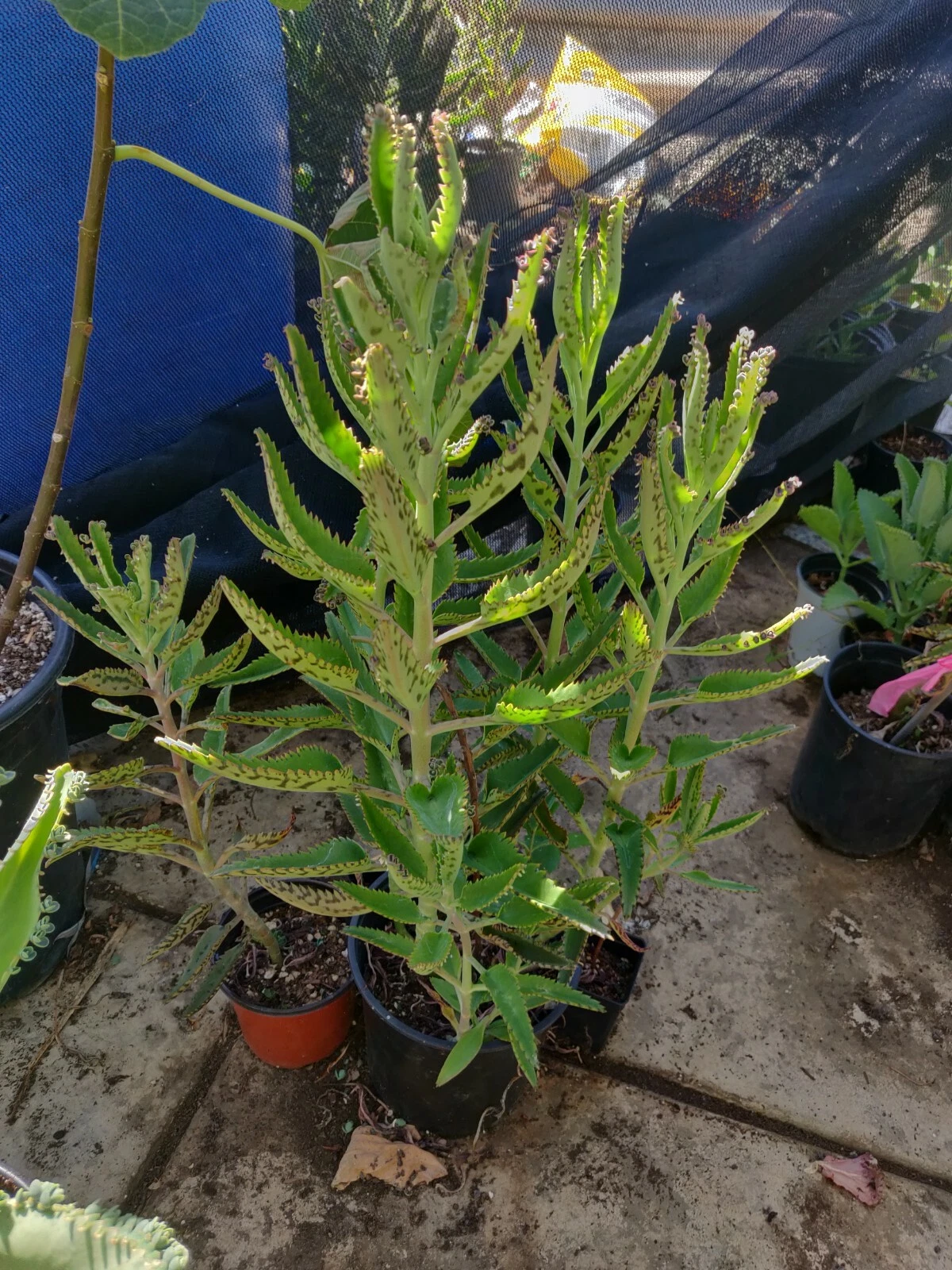 Kalanchoe Aranto Mother of Thousands Succulent Cuttings – 5 Organic Propagation Pieces, Madre de Miles, Leaf Plantlets, Easy to Grow