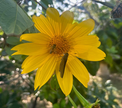 Mexican Sunflower (Tithonia diversifolia) – 8 Fresh 9″ Live Cuttings | Fast-Growing Pollinator Flower for Garden & Border