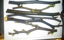 Nero 600M Fig Tree Cuttings – 25 Fresh Hardwood Stems for Rooting – Cold Hardy Productive Variety