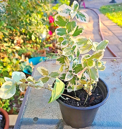 Variegated Creeping Fig Cuttings – Ficus pumila Variegata – 5 Unrooted Cuttings, 6+ Inches