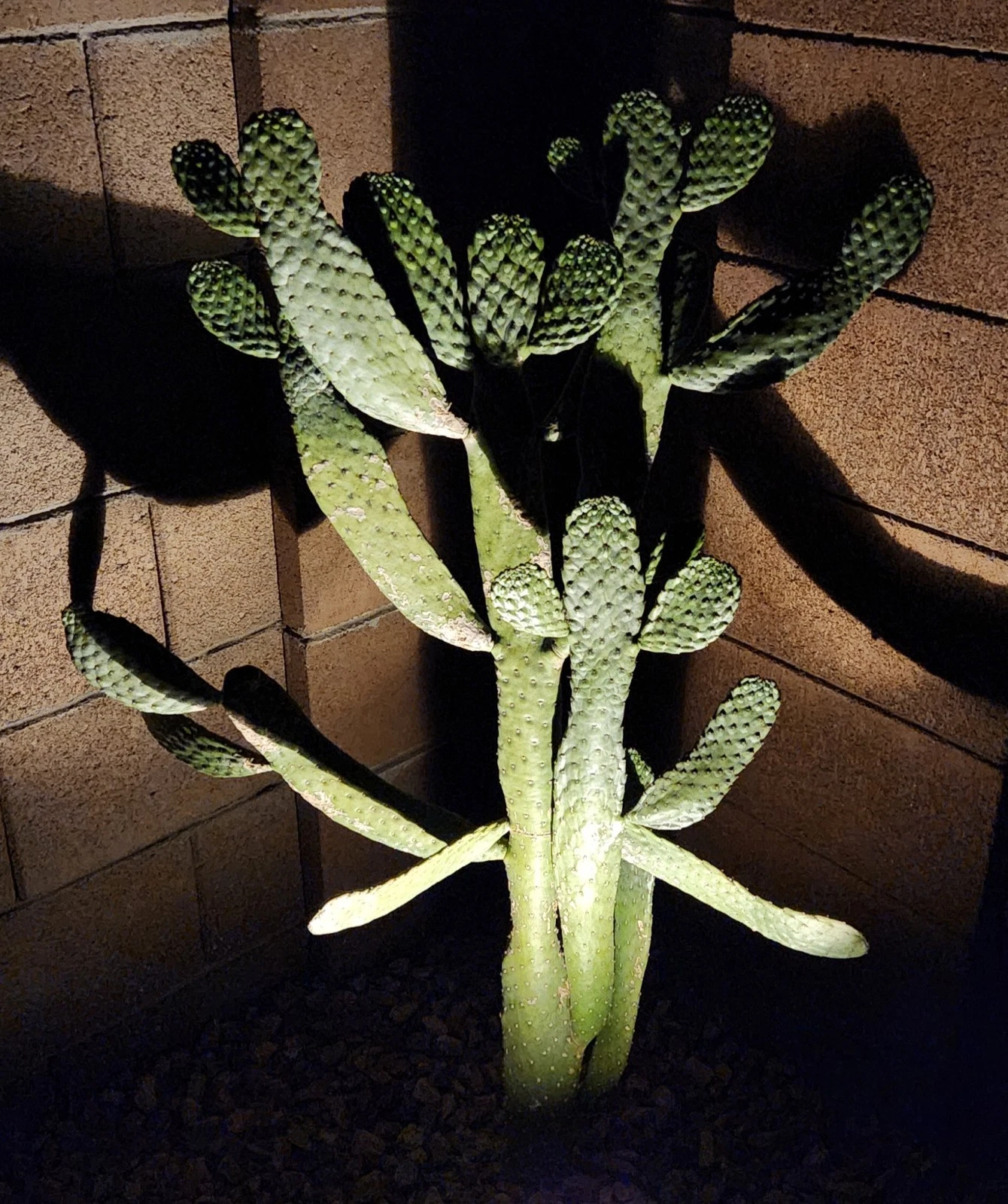Live Consolea rubescens Cactus Pad Cutting – Opuntia-Type Propagation Segment for Gardening