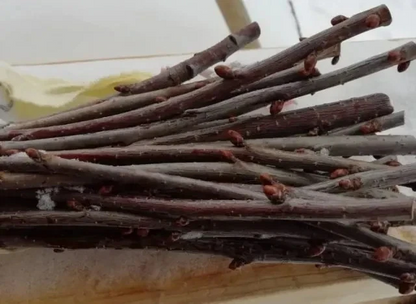 Japanese Cherry Tree Cuttings – Prunus serrulata, 10 Unrooted Fresh Cuttings for Rooting or Bonsai Growing