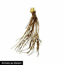 Jewel Strawberry Plants (25 Bare Root) – June-Bearing Variety – Large Sweet Berries – High Yield & Cold Hardy Garden Fruit