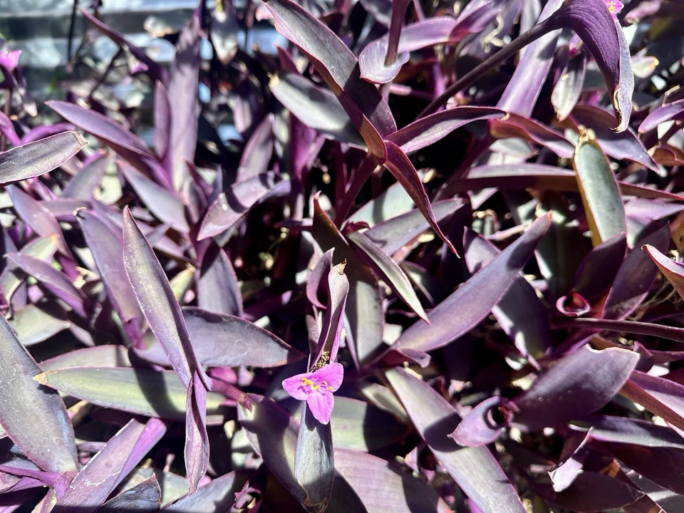 Purple Heart Tradescantia Pallida Cuttings – Deep Purple Trailing Plant, Easy Rooting Indoor Outdoor Tropical Vine