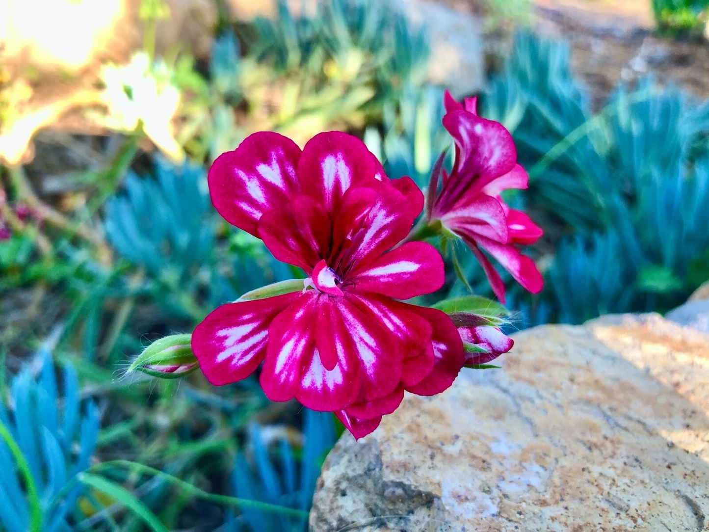 Pink and White Pelargonium peltatum Cutting – Trailing Ivy Geranium Live Unrooted 6 Inch Plant for Hanging Baskets & Containers
