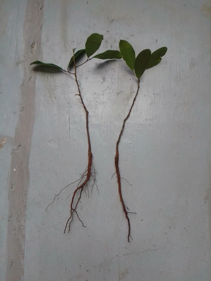 Lauren Live Oak Tree Starter Plants for Planting – 4 Rooted Quercus virginiana Evergreen Trees, 6–12 Inches