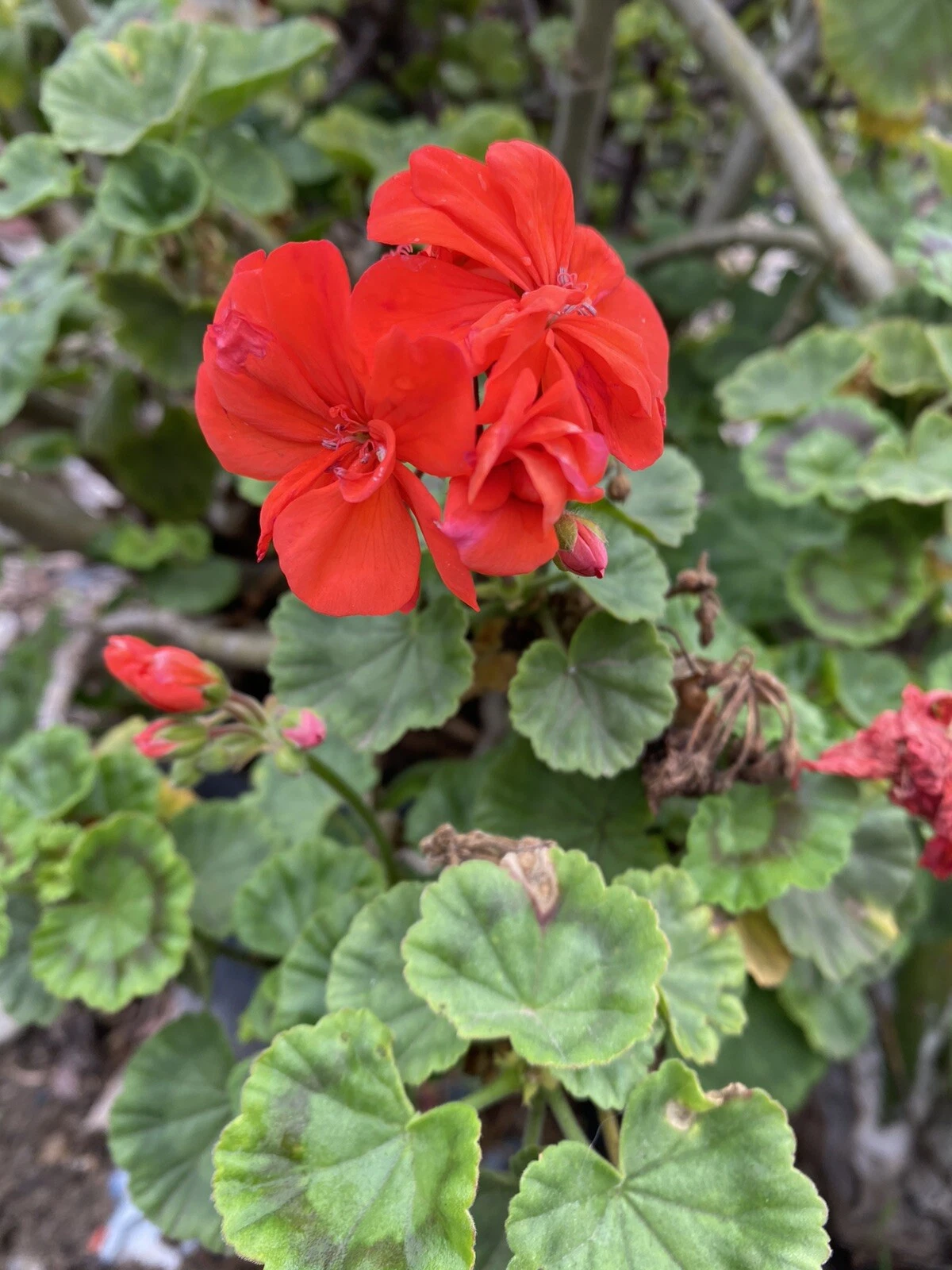 Orange Geranium Cuttings – 5 Unrooted Pelargonium Stems for Pots, Borders & Garden Beds, Scented Flowering Variety