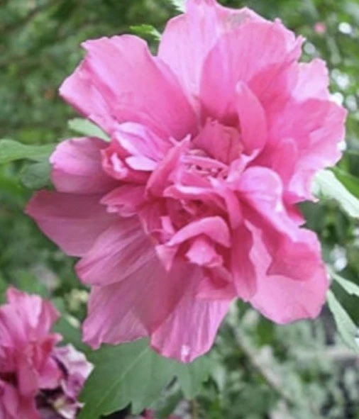 Double Pink Rose of Sharon Cuttings – 3 Unrooted Hibiscus syriacus Shrub Propagation Cuttings