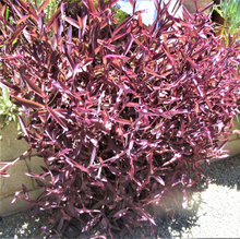 Purple Heart Tradescantia Pallida Cuttings, Purple Foliage Groundcover Plant Stems for Propagation Set of 8