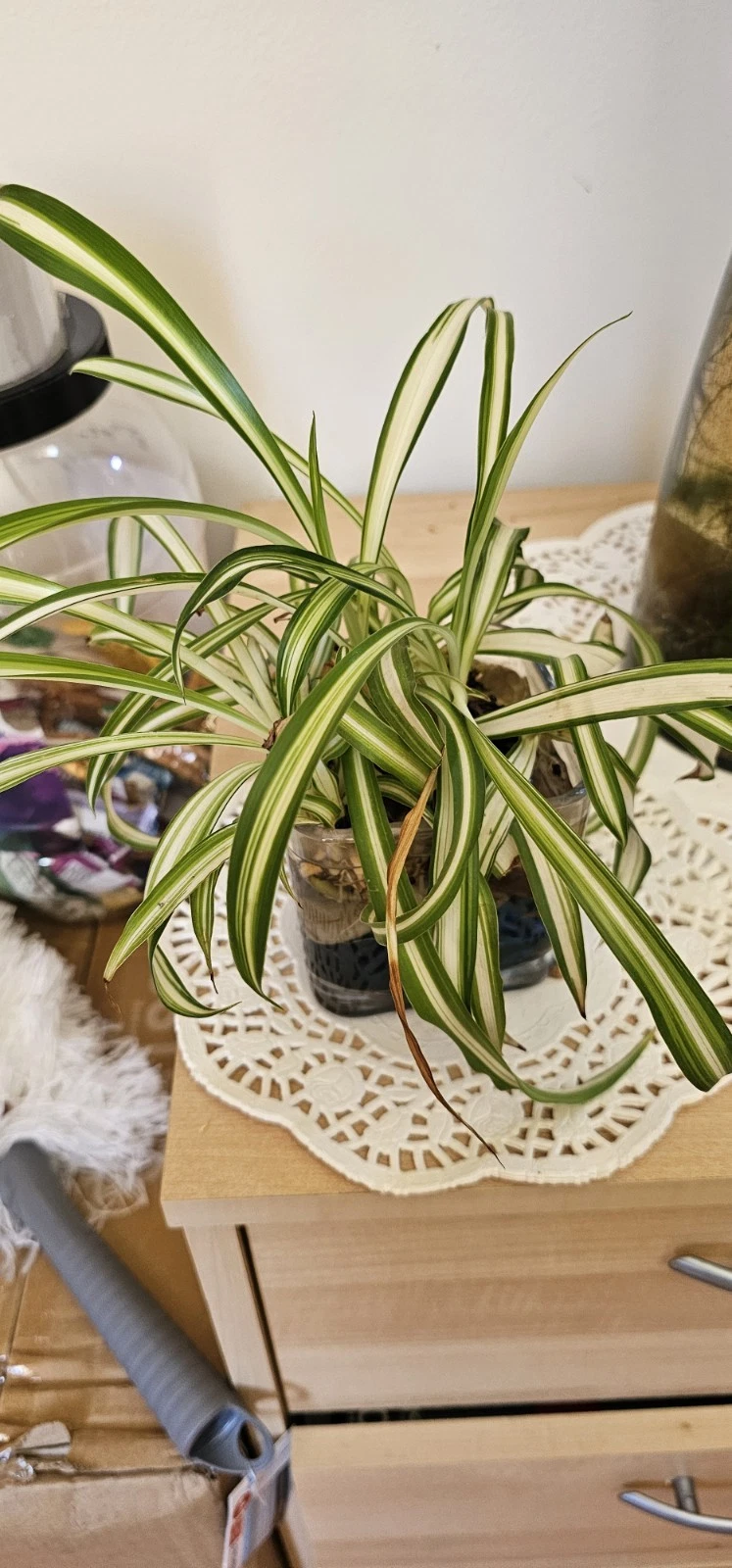 Live Spider Plant Starter Plants, Chlorophytum Comosum, Indoor Houseplant, Rooted Green Foliage, Easy-Care, Potted Plant