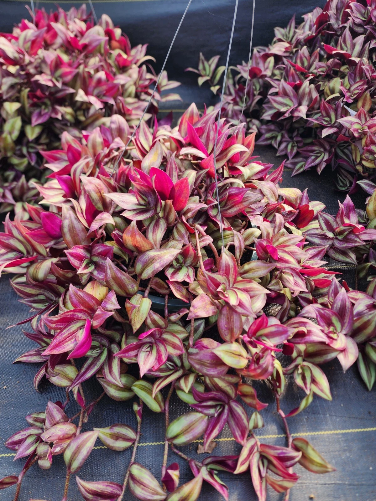 Tradescantia Zebrina Plant Cuttings – 20 Trailing Houseplant Propagation Material, 8–12 Inch Wandering Jew Foliage