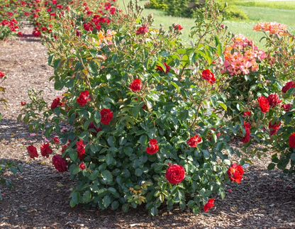 Canyon Road Floribunda Rose Cuttings for Planting – 6 Fresh Stems, Bright Brick Red Blooms
