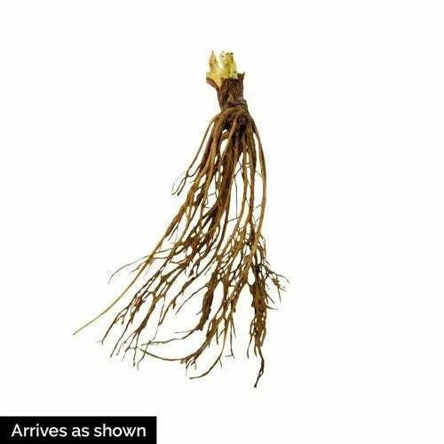 Earliglow Strawberry Plants (25 Bare Root) – Early June-Bearing Variety – Sweet, Classic Flavor – Cold Hardy Edible Garden Fruit