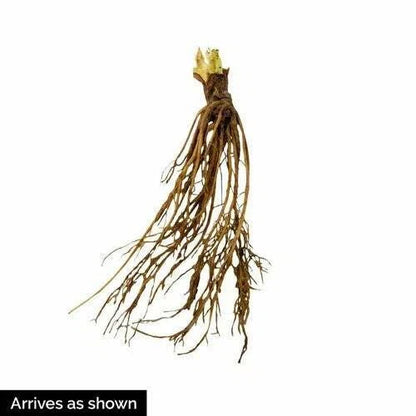 Earliglow Strawberry Plants (25 Bare Root) – Early June-Bearing Variety – Sweet, Classic Flavor – Cold Hardy Edible Garden Fruit