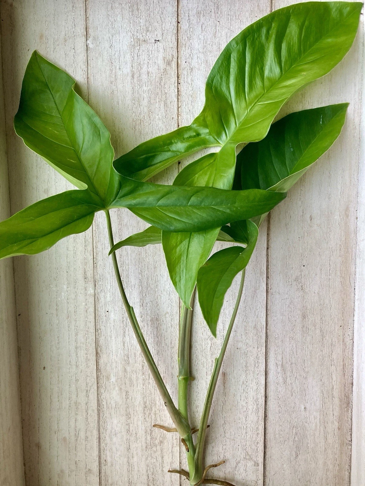 15 Rooted Arrowhead Vine Cuttings – Syngonium Podophyllum Houseplant Set for Indoor Growing