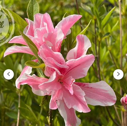 Sugar and Spice Azalea Rhododendron – Live Starter Plant – Rare Blooming Shrub for Garden Landscaping