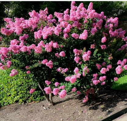 Milk Crape Myrtle Cuttings Crepe Myrtle fast grow for rooting plant 7 Cuttings